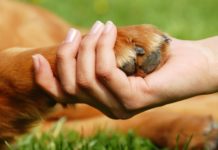 Unleash the Good Behavior: A Guide to Successful Dog Training Dog Training